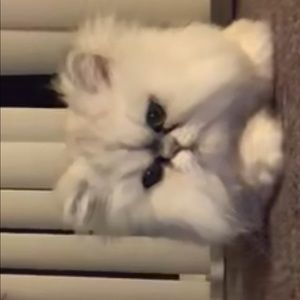 Meet your Posher, Makail